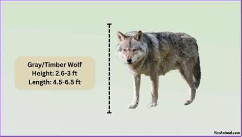 timber wolf crossword|timberwolf size.